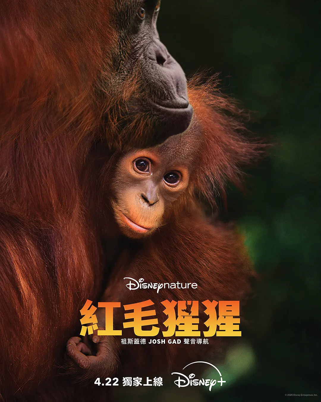 红毛猩猩 (2026) 美国纪录片 夸克网盘/百度网盘资源下载-豆荚盘影视资源站